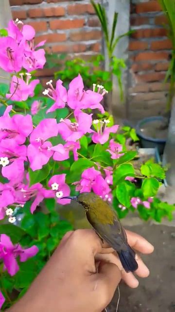 memberi pakan nektar alami untuk kolibri #youtubeshorts #kolibri #burungkicau #burungkecil смотреть онлайн