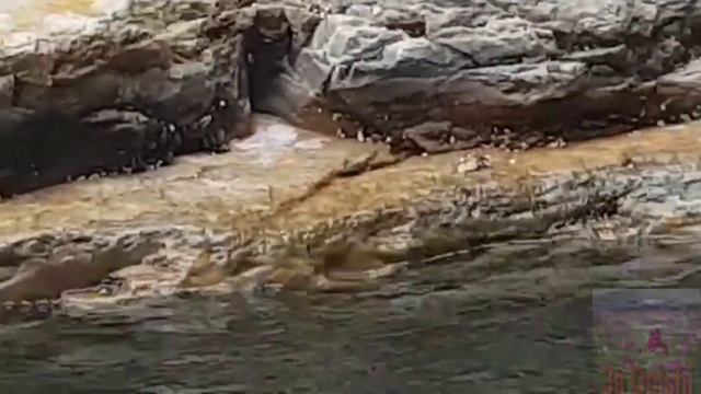 Mexilhão - dourado (Limnoperna fortunei), espécie invasora na represa de Furnas - Capitólio смотреть онлайн