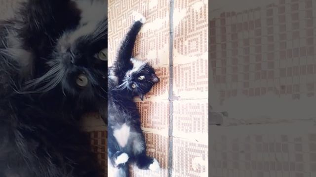 Кошку заклинило смотреть онлайн