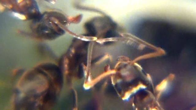 Formica cinerea var. Selysi смотреть онлайн