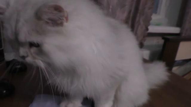 Кот ветролиз языком лакает воздух смотреть онлайн