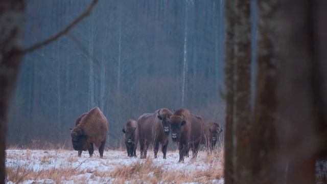 Viaje Fotográfico A Bialowieza