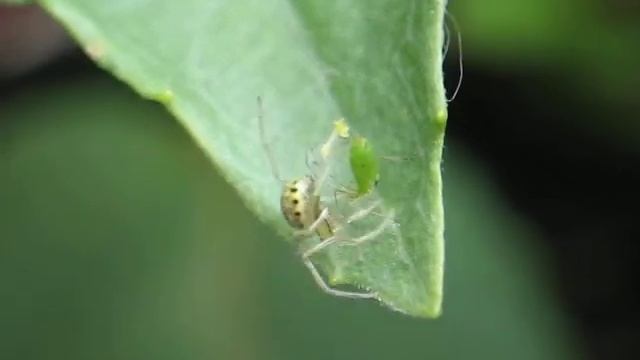 Enoplognatha ovata смотреть онлайн