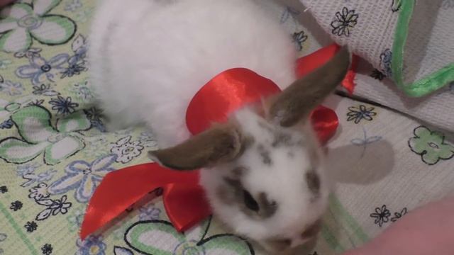 Няша кушает морковку смотреть онлайн