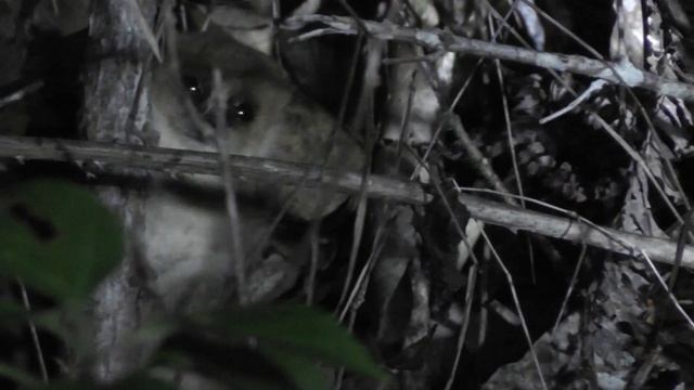 Madagascar 002 смотреть онлайн