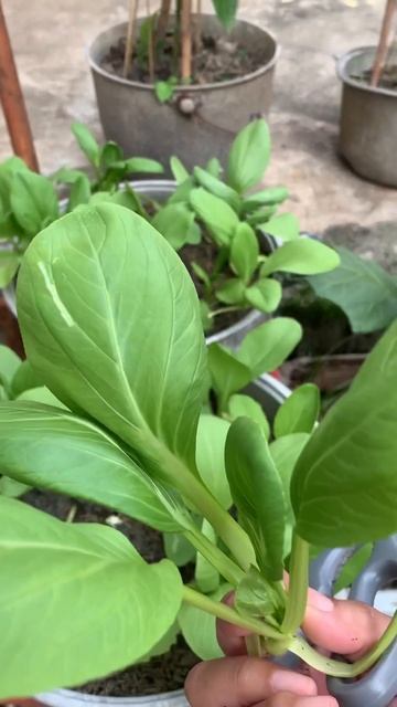 BOK CHOI смотреть онлайн