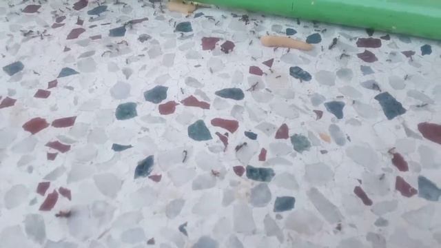Ant War: big headed vs destructor vs Browsing ants смотреть онлайн