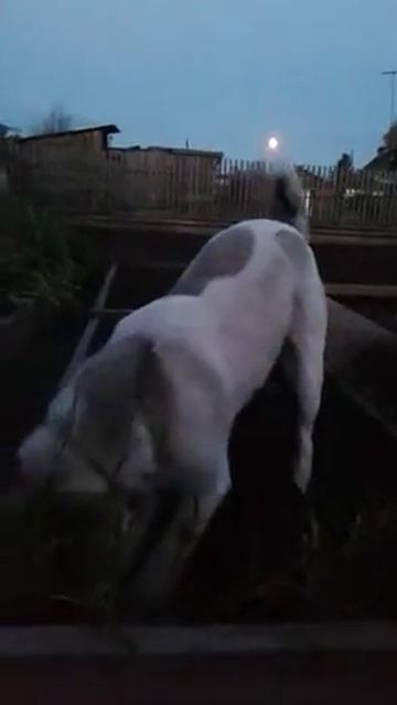 Алабай копает яму на фоне луны)) смотреть онлайн