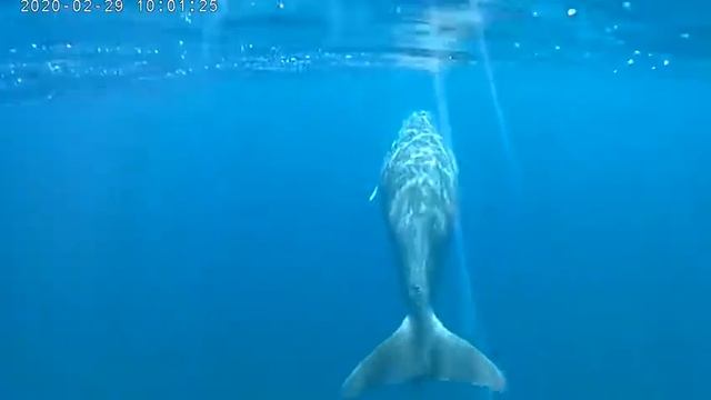 Дюгонь вернулся... смотреть онлайн