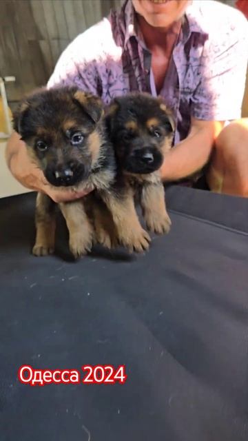 ‼️ДЕРЖИ СЧАСТЬЕ ❤️Щенки Немецкой овчарки Одесса 2024 смотреть онлайн