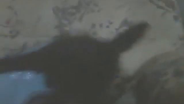 Новое собака (Ч.О) смотреть онлайн