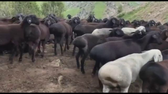 Гиссарские кучкары и овцематки Узбекистана смотреть онлайн