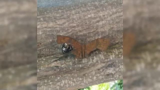 Common Castor Butterfly Collection смотреть онлайн