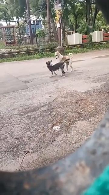 dog sexy video xxx video смотреть онлайн