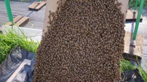 Искусственное роение пчел 2024