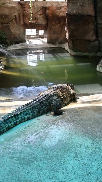#Timsoh #Крокодил #tashkentzoo #shortvideo #crocodile смотреть онлайн