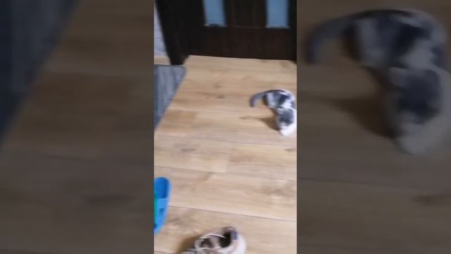 6 - День 79-й. Кошка села на окошко смотреть онлайн