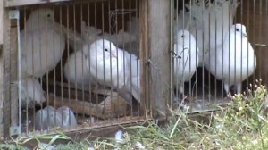 голуби привыкают к новому дому