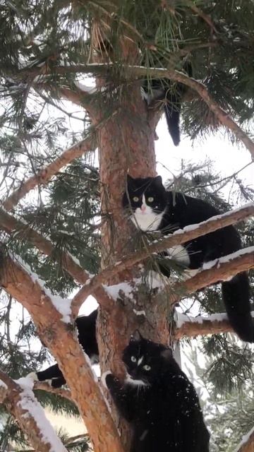 Кто обитает на соснах? смотреть онлайн