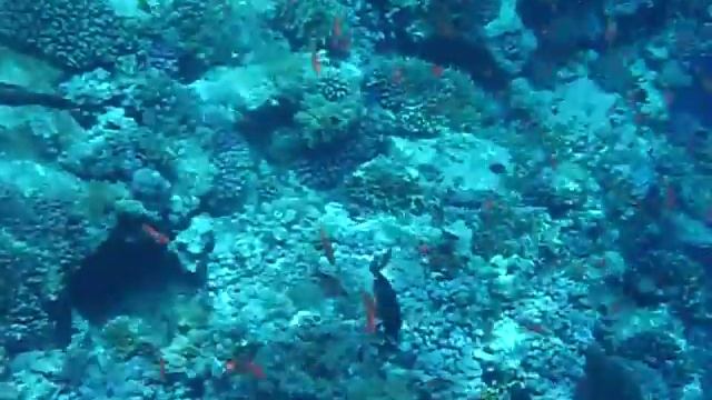 Rybki, Sharm 2010 смотреть онлайн