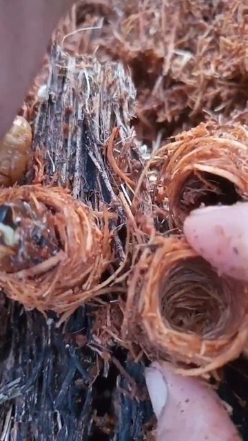 adorable coconut worms and beetle nest!!!#asmr #satisfying #short смотреть онлайн