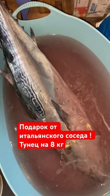 Подарок от итальянского соседа! ТУНЕЦ 8 кг #тунец #улов #италии #жизньвиталии #рыбамоеймечты #рыба смотреть онлайн