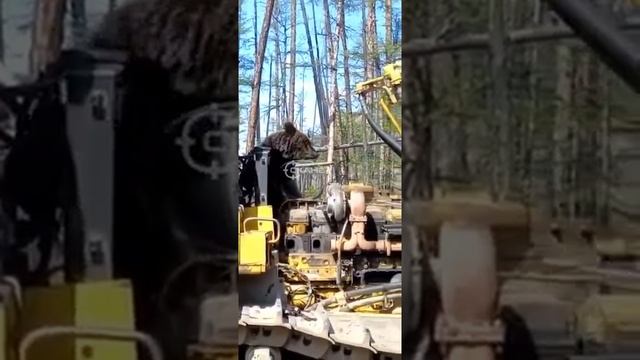 Медведь просит еду смотреть онлайн