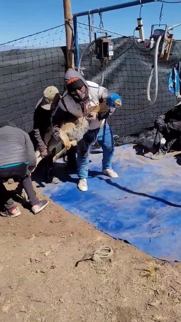 La vicuña es el oro que camina y no contamina! A usar su fibra responsablemente #elcondor #jujuy Ar смотреть онлайн