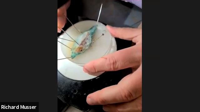 Showing students how to dissect a Manduca sexta caterpillar смотреть онлайн