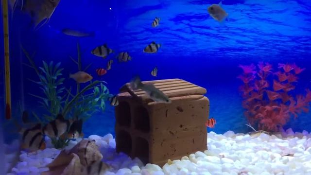 Barbus fish 🐠 смотреть онлайн