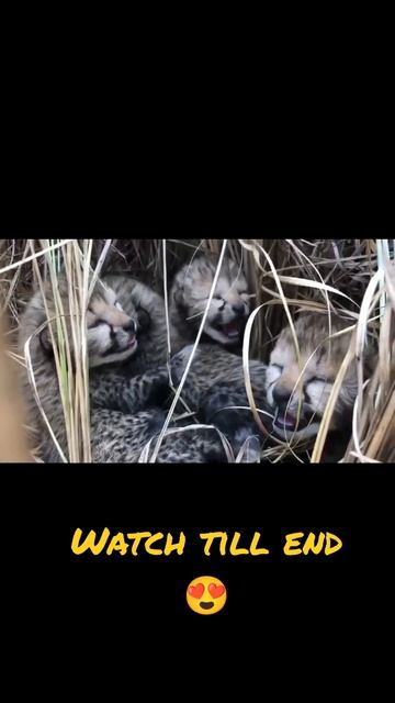 Cheetah Cubs 😍 #shorts #india смотреть онлайн