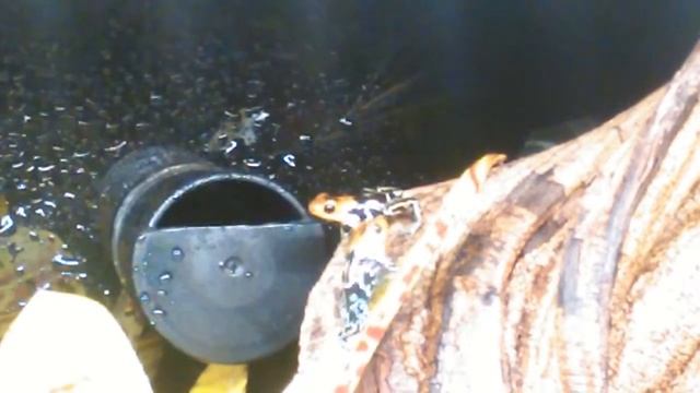 ranitomeya fantastica cainarachi couple смотреть онлайн