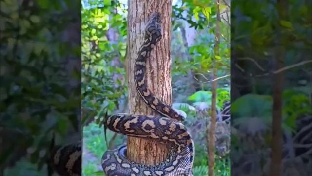 Змея вползает на дерево. Красиво ползет. смотреть онлайн