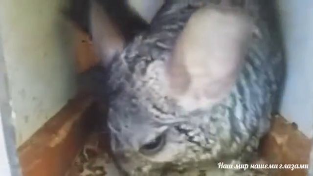 #Шиншилла_принесла_двойню смотреть онлайн