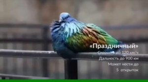 голубеграмма