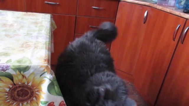 Кошка Ксюша с Нарвской заставы. смотреть онлайн