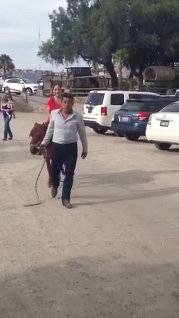 Yo montando un pony смотреть онлайн