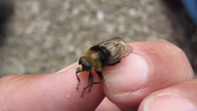 narcissus fly Merodon equestris смотреть онлайн