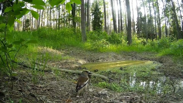 Przyrodyjka- łosie super ktosie. смотреть онлайн