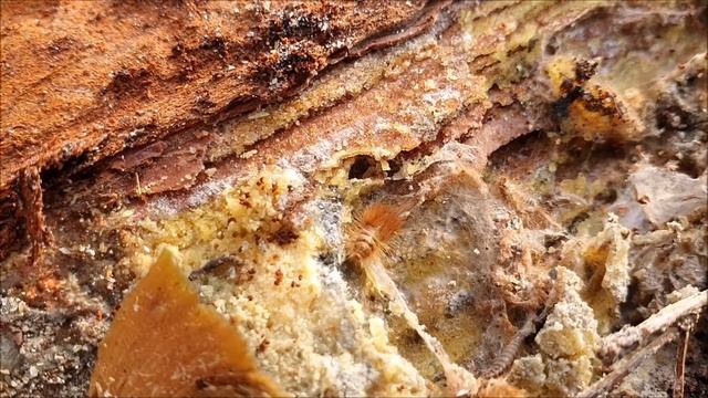 Cob web beetle Ctesias serra смотреть онлайн