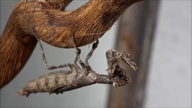 Popa spurca crassa смотреть онлайн