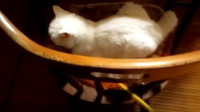 コガネムシの歌 смотреть онлайн