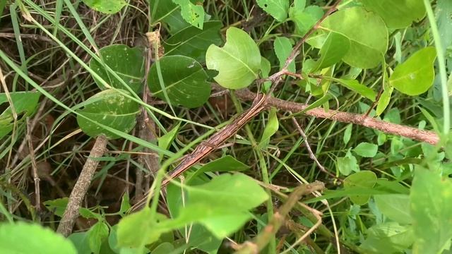 Stick insects mating on cocoplums смотреть онлайн