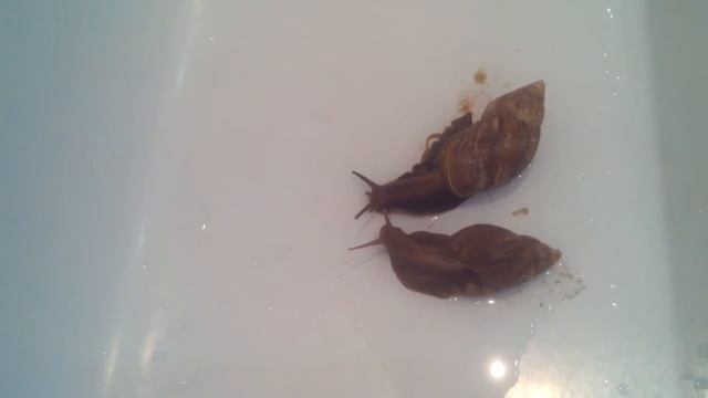 Купание улиток ахатин смотреть онлайн