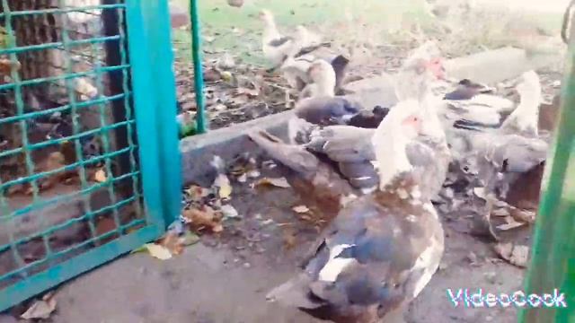 ШЛИ ТАКИЕ УТКИ 💝 А ТАМ ГУСИ НАПАЛИ😆 смотреть онлайн