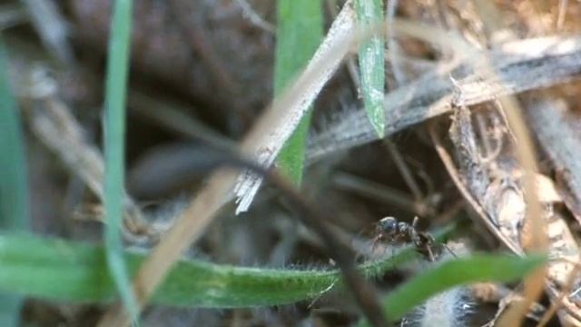 Phoridae (1) смотреть онлайн