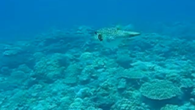 Whitespotted puffer : サザナミフグ смотреть онлайн