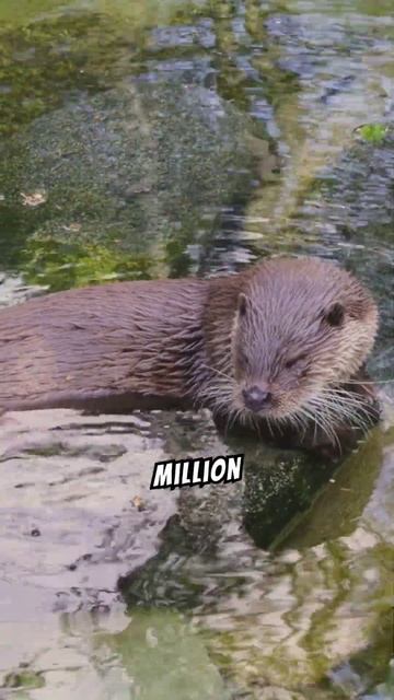 Interesting Facts About Otters #shorts смотреть онлайн