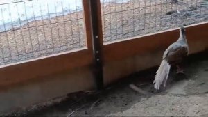 Воркование фазанов в период токования! фазаны