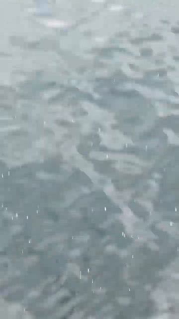 21 inch halibut off Oceanside pier смотреть онлайн
